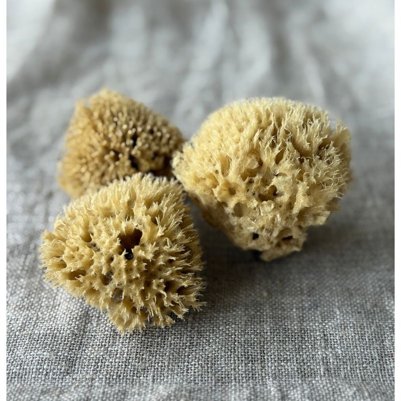 Aito Pesusieni kasvoille - Honeycomb, pieni Pesusienet Croll & Denecke 