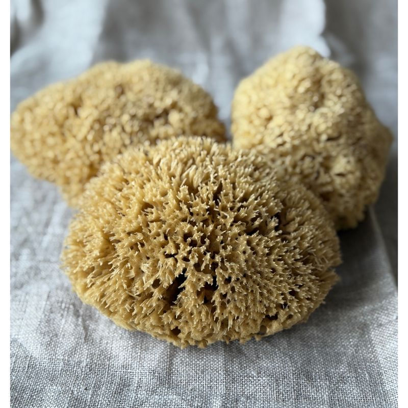 Aito Pesusieni vartalolle - Honeycomb, iso Pesusienet Croll & Denecke 