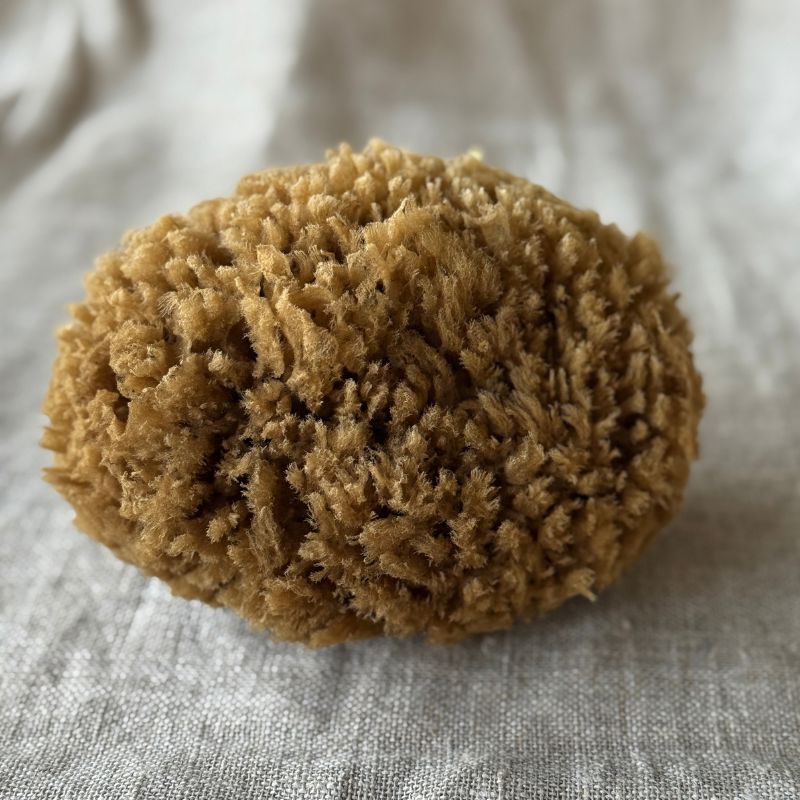 Aito Pesusieni vartalolle - Seagrass, iso Pesusienet Sponges kalymnos 