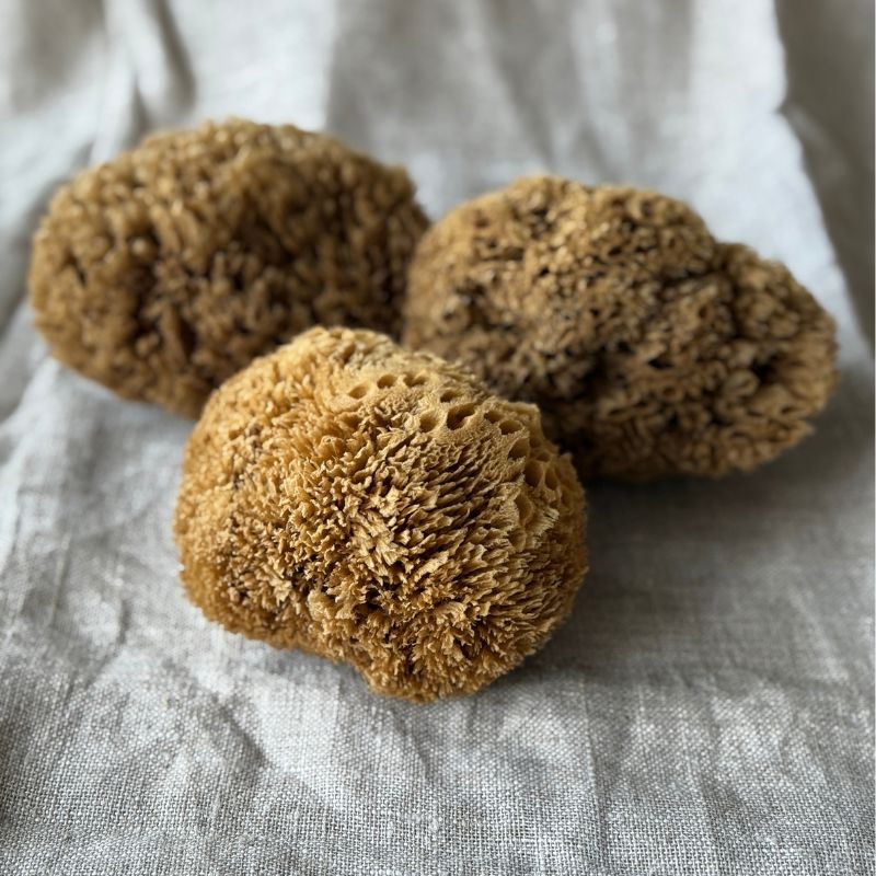 Aito Pesusieni vartalolle - Seagrass, iso Pesusienet Sponges kalymnos 