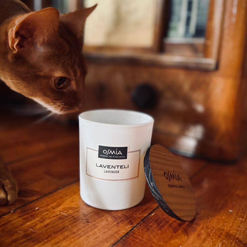 Vanhalla puisella pirtin lattialla, siro ruskea kissa nuuhkii Laventelin tuoksuista kynttilää.